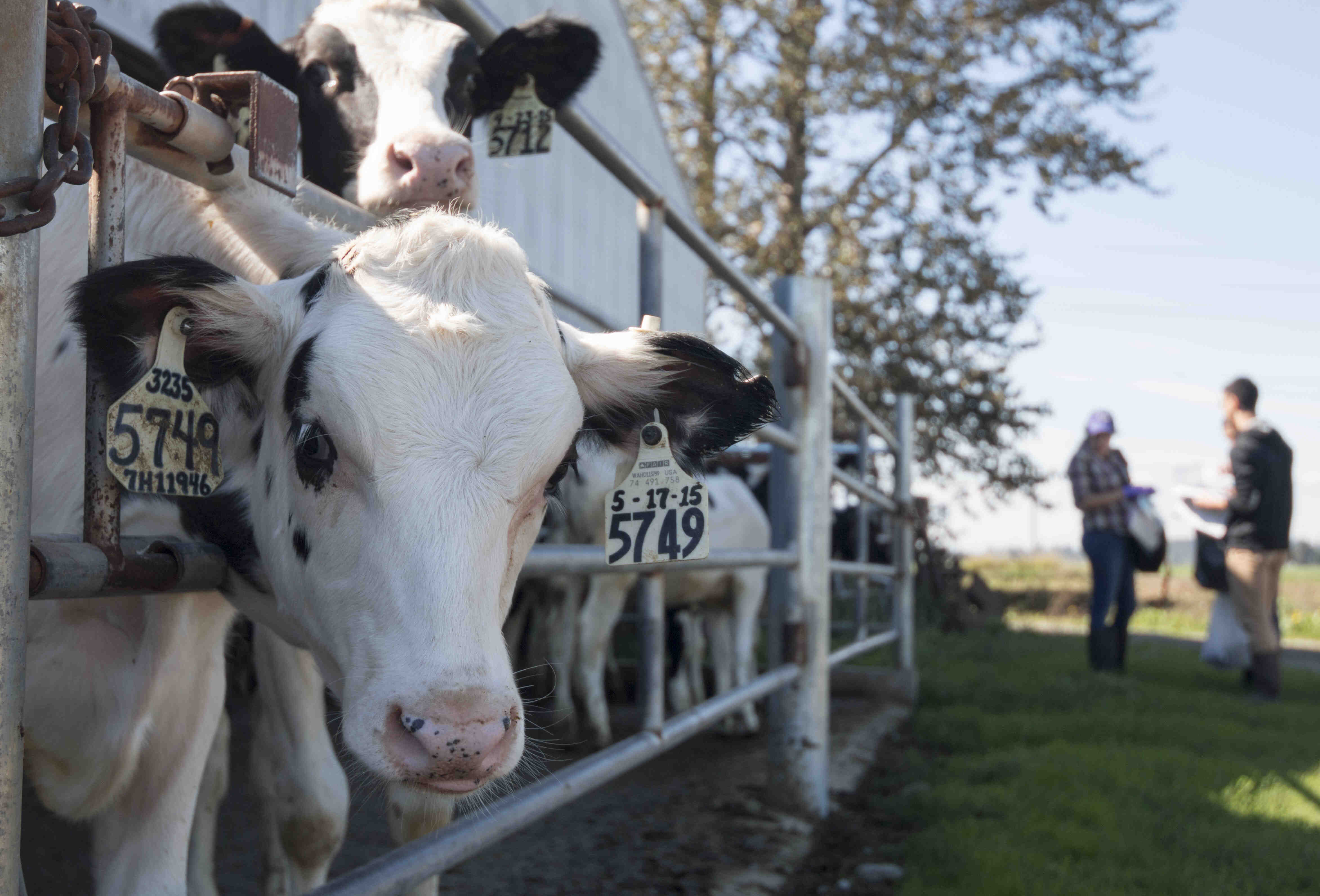 Image of a cow on a farm