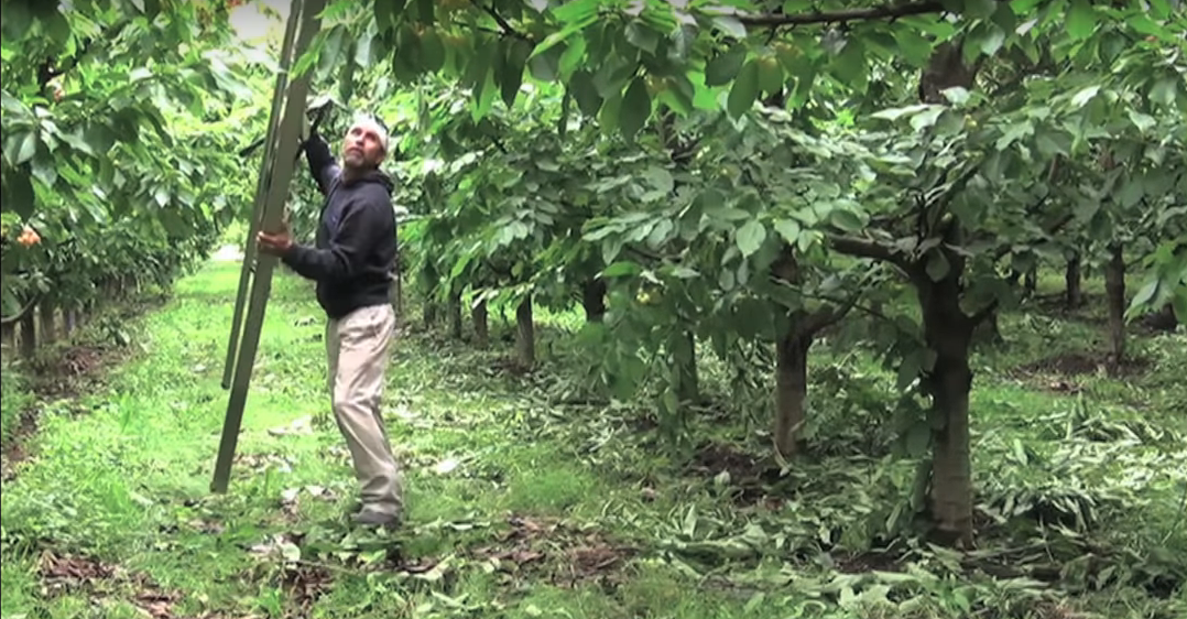 Worker holding ladder