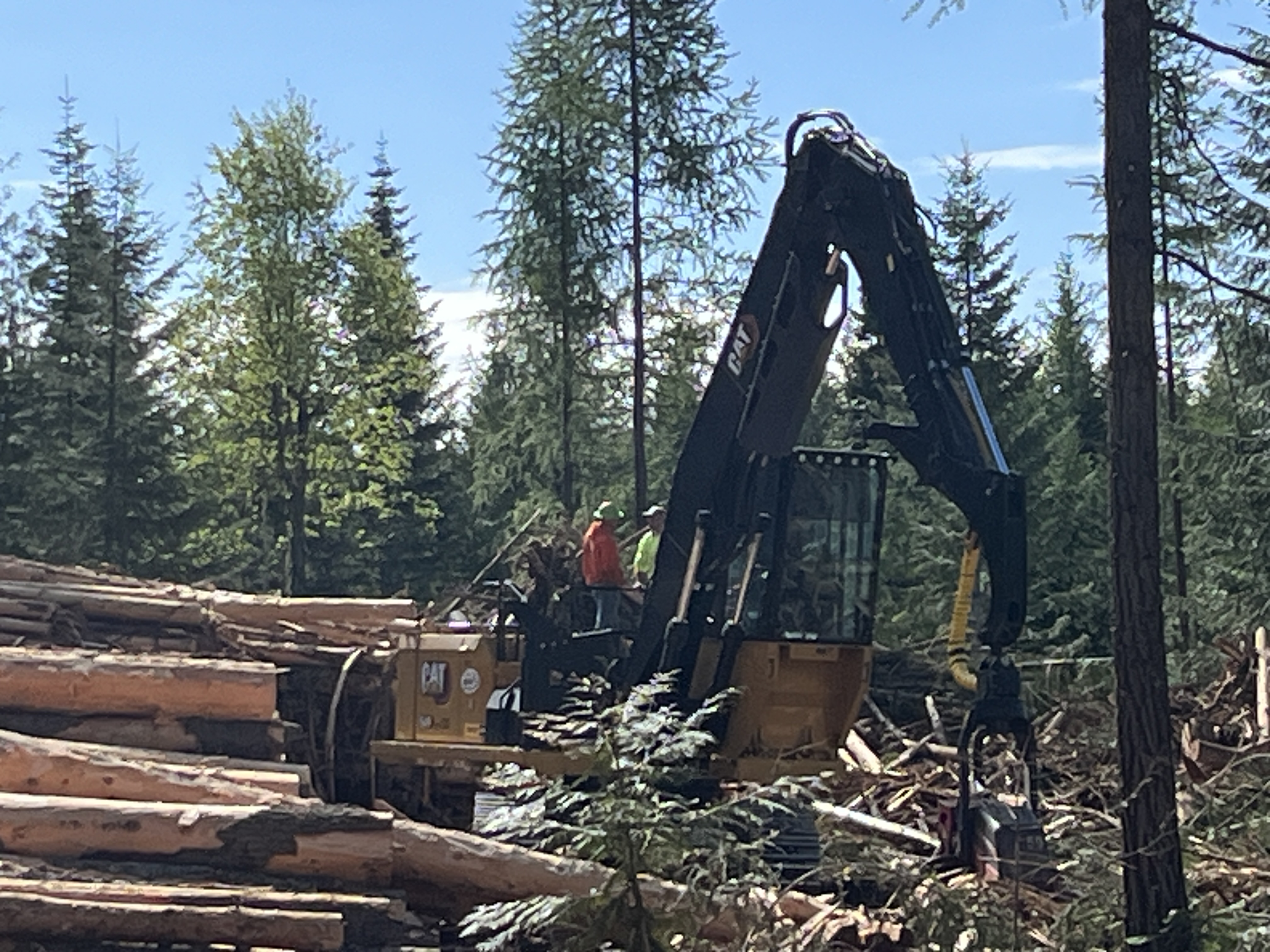 Logging with feller buncher