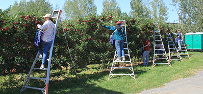 Farmworkers stand on ladders to pick fruit from trees.