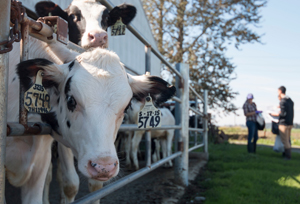 Cows put heads through fence with tags on ears.