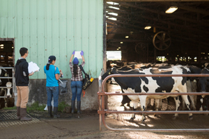 Three people in boots work on paperwork while dairy cows are off to the right.