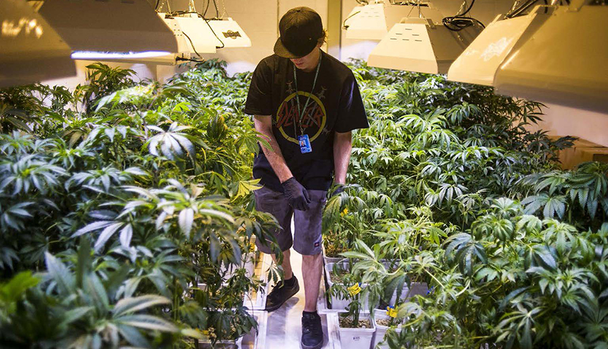 Person in black cap and black tee shirt walks among cannabis plants.