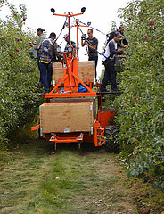 Workers stand on mobile platform and pick apples.