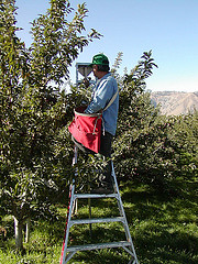 Worker in blue shirt stands on ladder and picks apples.