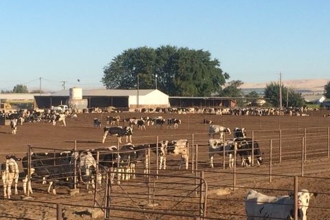 image of cows in pen