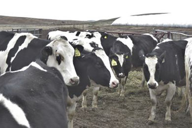 image of cow herd
