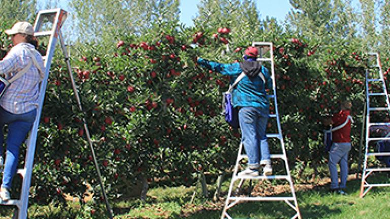 Apple picking