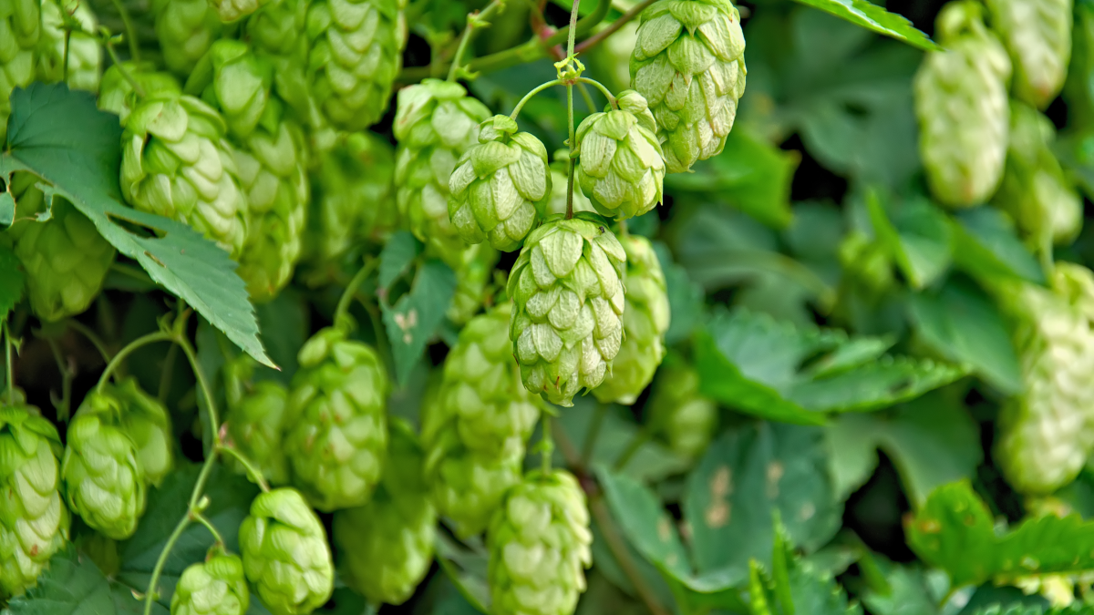 Crop of fresh ripe hop. Photo by benjaminlion via Canva