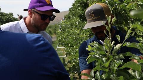 Two men wearing caps and sunglasses look at leaves