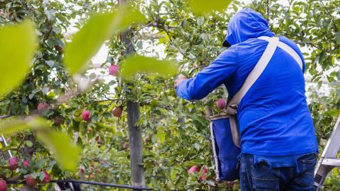 Worker picking apples