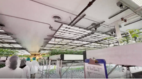 tour through a cannabis grow facility