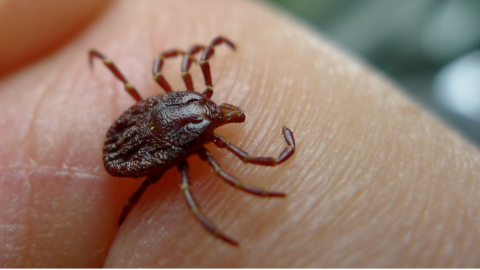 Tick on a finger